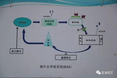 大型鱼池循环水过滤系统的设计（大型鱼池循环水过滤系统设计） 白化火箭鱼 第3张