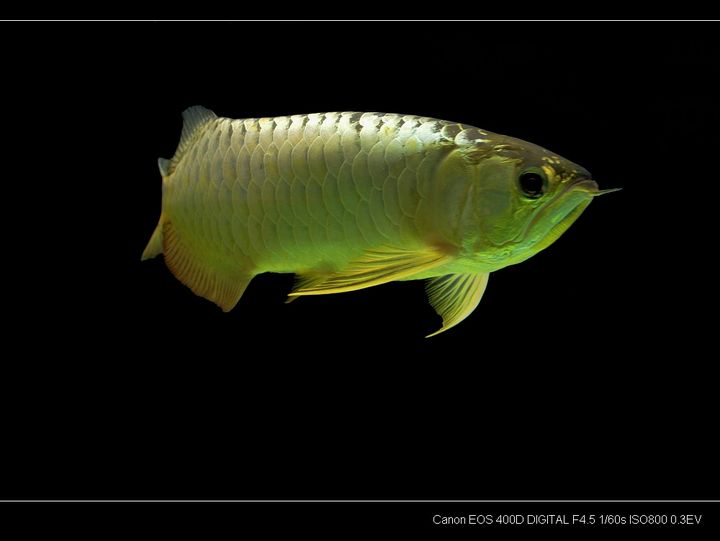 雷龙鱼60的缸（关于雷龙鱼60的问题） 水族问答