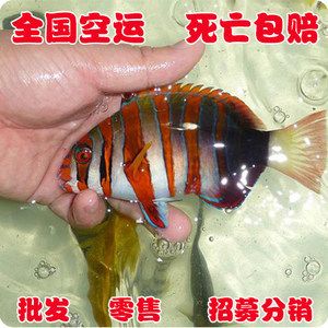 观赏鱼海鱼贵吗（海水观赏鱼价格比淡水观赏鱼稍高一些价格会比淡水观赏鱼稍高一些） 祥龙龙鱼鱼粮 第1张