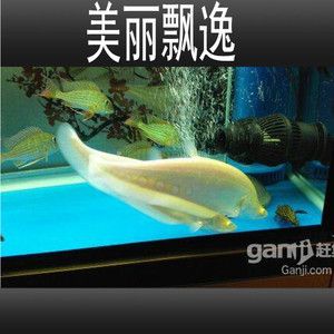 白化金刀鱼（关于白化金刀鱼的一些信息） 水族主题相关 第4张