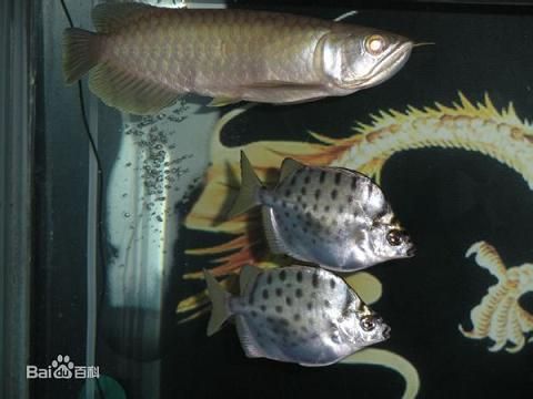 观赏鱼和食用鱼能混养吗（如何科学选择混养观赏鱼） 广州水族器材滤材批发市场 第3张