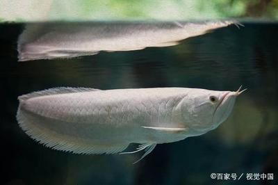 观赏鱼和食用鱼能混养吗（如何科学选择混养观赏鱼） 广州水族器材滤材批发市场 第4张