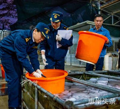 韩国观赏鱼市场现状怎么样（韩国观赏鱼市场前景分析） 野彩鱼