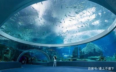 广州哪里有水族馆？（广州哪里有水族馆） 三间鼠鱼 第1张