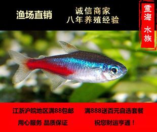 常见淡水观赏鱼的种类和特点（淡水观赏鱼的种类和特点） 哥伦比亚巨暴鱼苗 第3张