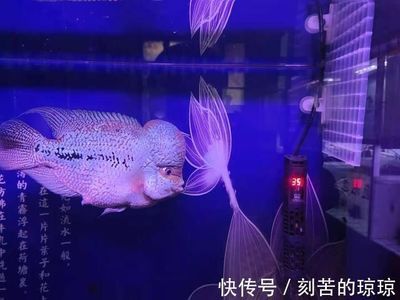 观赏鱼常备药（观赏鱼用药及其用途） 大正锦鲤鱼 第3张