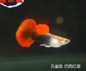 草缸中型观赏鱼（草缸观赏鱼的种类及其特点） 鱼缸定做 第1张