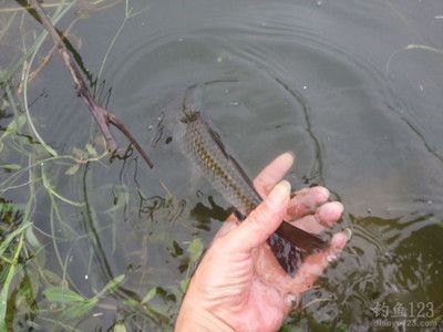 大头鱼（大头鱼的养殖方式） 黄鳍鲳鱼 第4张