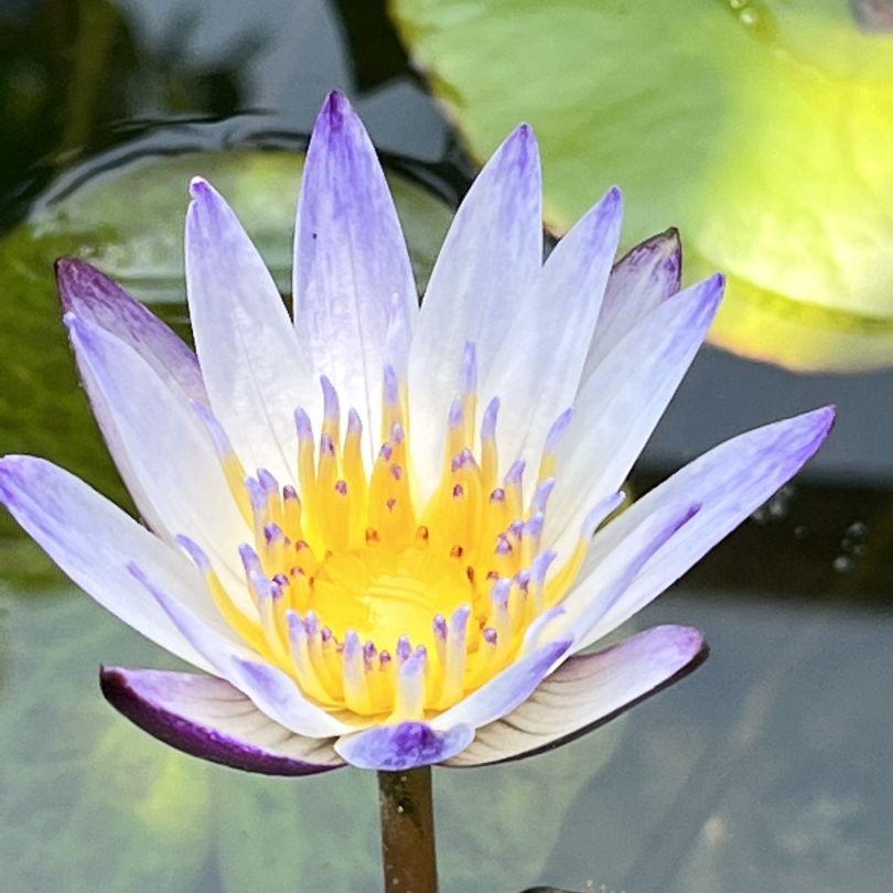 海尔芙拉睡莲种鱼缸里（如何让海尔芙拉睡莲在鱼缸中健康生长并开花） 胭脂孔雀龙鱼 第4张