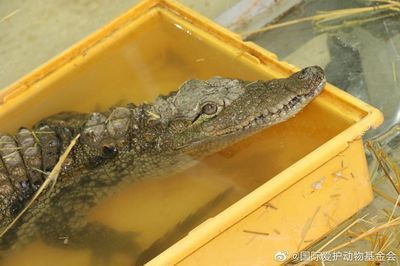 鳄鱼是保护动物吗（鳄鱼是保护动物吗？） 水族世界 第1张