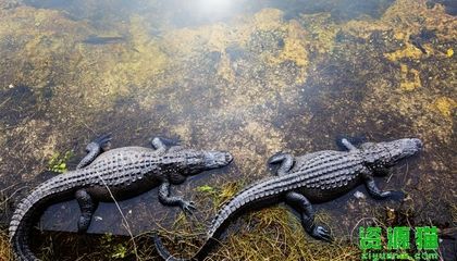 鳄鱼是保护动物吗（鳄鱼是保护动物吗？） 水族世界 第3张