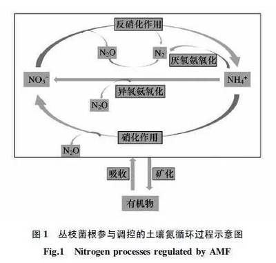 AMF硝化细菌（360doc个人图书馆硝化细菌的四大特点） 照明器材 第4张