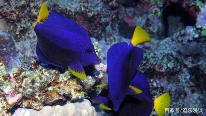 海水观赏鱼有哪些品种（海水观赏鱼的饲养技巧） 帝王血钻鱼 第3张