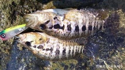 海南淡水观赏鱼（海南淡水观赏鱼产业发展趋势） 全国观赏鱼市场 第3张