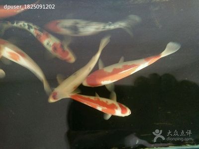 观赏鱼社区（fish3000观赏鱼社区） 祥龙金禾金龙鱼 第1张