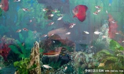 观赏鱼社区（fish3000观赏鱼社区） 祥龙金禾金龙鱼 第3张