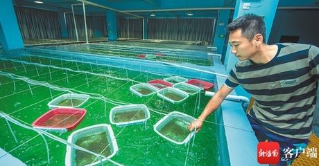 海南海水观赏鱼繁殖基地（海南海水观赏鱼繁殖基地是海水观赏鱼产业的重要性） 充氧泵 第3张