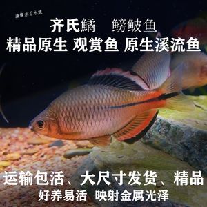 广东观赏鱼渔场分布图高清（关于广东观赏鱼养殖业的问题） 狗仔招财猫鱼 第4张