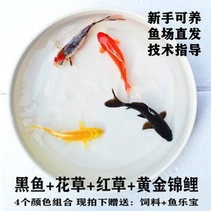 纯黑观赏鱼的种类与价格（纯黑观赏鱼价格） 红龙鱼鱼粮饲料 第1张