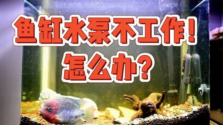 观赏鱼水泵不出水啥原因？（观赏鱼水泵不出水怎么办？） 其它水族用具设备 第4张