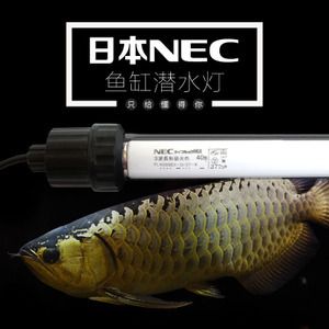 bca龙鱼（新加坡bca水族养殖龙鱼需要注意哪些问题？） 银古鱼苗 第4张