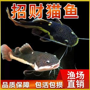 大型淡水鱼观赏鱼价格（大型淡水鱼观赏鱼价格及其大致价格不同而有所差异）