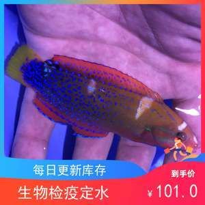 观赏鱼海鱼好养吗知乎（关于海水观赏鱼的饲养难度的观点） 白写锦鲤鱼 第3张