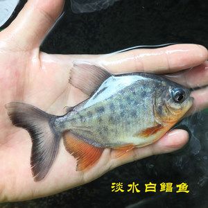 低温淡水观赏鱼（低温淡水观赏鱼市场分析报告） 元宝鲫 第1张