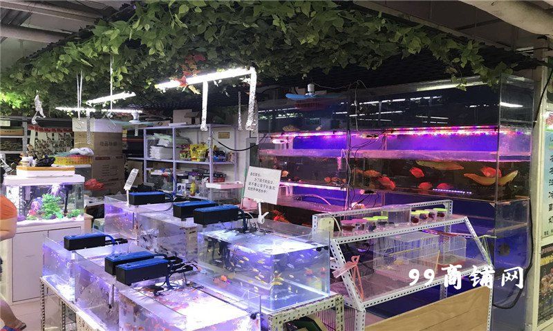 观赏鱼店铺介绍怎么写好（探索水族馆设计的创新思路水族馆设计的创新思路包括） 冲氧泵 第1张