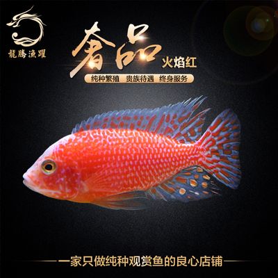 观赏鱼店铺介绍怎么写好（探索水族馆设计的创新思路水族馆设计的创新思路包括） 冲氧泵 第2张