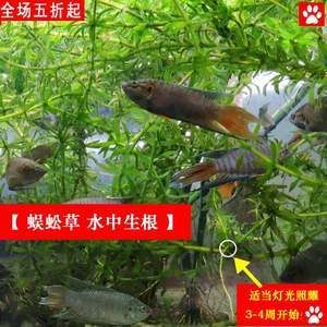 观赏鱼能不能喂猪肉（观赏鱼可以喂猪肉吗？） 养鱼知识 第4张