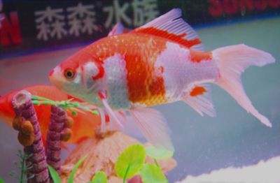 观赏鱼加盟品牌（加盟观赏鱼加盟品牌信息探究水族馆行业的市场趋势） 广州水族批发市场 第1张