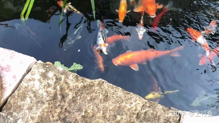 互动性强的观赏鱼品种（什么是观赏鱼的互动性） 水族维护服务（上门） 第2张