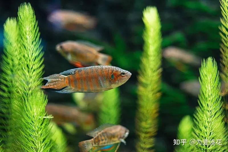 观赏鱼喂丰年虾好还是红虫好（丰年虾和红虫各有优缺点适合喂食幼体鱼和中小型热带鱼） 黄金斑马鱼 第4张