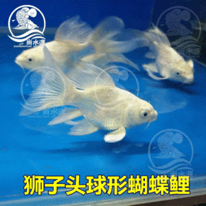 白色的观赏鱼（白色观赏鱼的种类） 水族维护服务（上门） 第4张