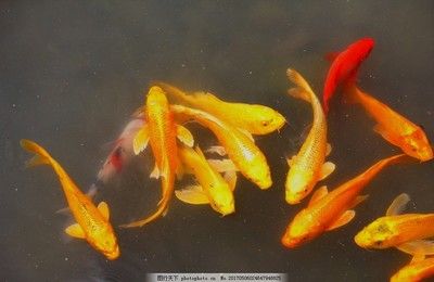 花锦鲤鱼（锦鲤的品种及种繁多） 水族周边 第1张