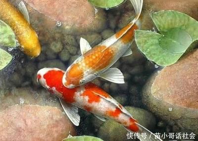 花锦鲤鱼（锦鲤的品种及种繁多） 水族周边 第2张