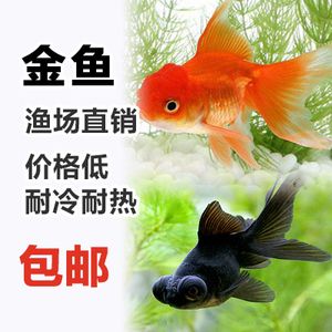 关于观赏鱼的诗词（中国古代诗词中的鱼文化）