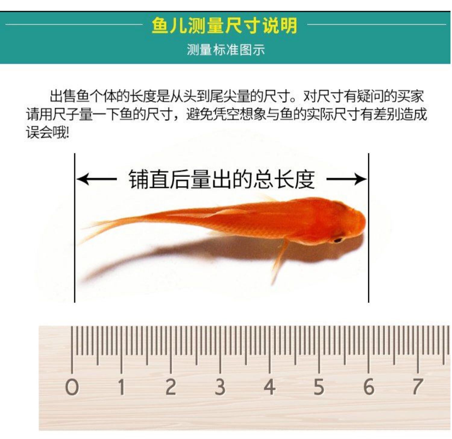 观赏鱼种类冷水鱼有哪些品种（冷水观赏鱼品种分类冷水观赏鱼的品种分类及养护方法） 豹纹夫鱼苗 第1张