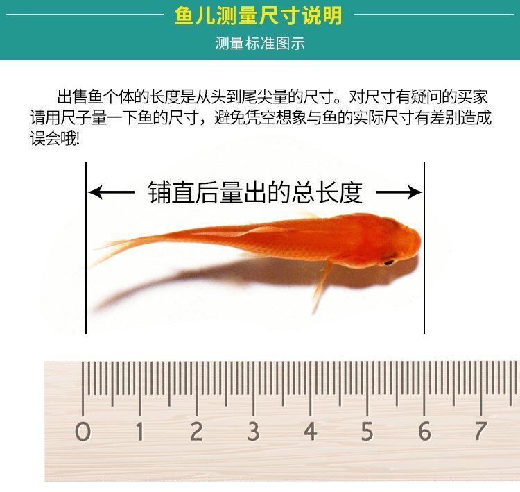 观赏鱼种类冷水鱼有哪些品种（冷水观赏鱼品种分类冷水观赏鱼的品种分类及养护方法） 豹纹夫鱼苗 第4张