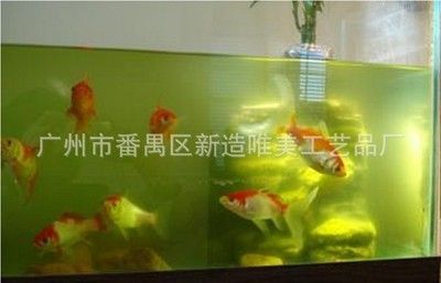 广州金鱼缸定做厂家（广州水族市场探秘广州水族市场探秘广州水族市场探秘） 野彩鱼 第4张