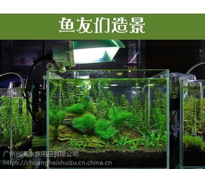 广州金鱼缸定做厂家（广州水族市场探秘广州水族市场探秘广州水族市场探秘）