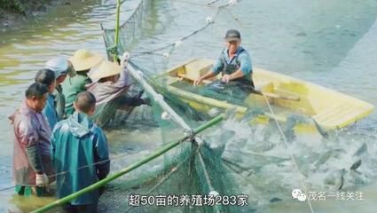 化州罗非鱼养殖场（化州罗非鱼养殖业） 鱼缸水质稳定剂 第1张