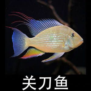 白子关刀鱼（白子关刀鱼的饲养） 银古鱼苗 第1张