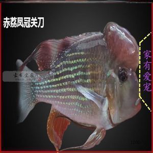 白子关刀鱼（白子关刀鱼的饲养） 银古鱼苗 第2张