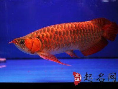 金龙鱼盘锦大米好吗?（金龙鱼盘锦大米怎么样？） 水族问答