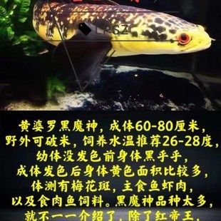 红帝王多大发色（关于红帝王发色的一些详细信息） 观赏鱼鱼苗 第2张