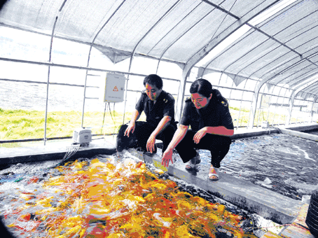 蝴蝶鲤繁殖（蝴蝶鲤的繁殖方式及注意事项） 白子银龙鱼苗 第3张