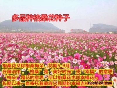 花卉种子批发市场（花卉种子批发市场最新动态）