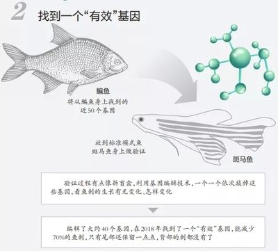 蝶翼斑马鱼（养殖蝶翼斑马鱼需要注意什么？）